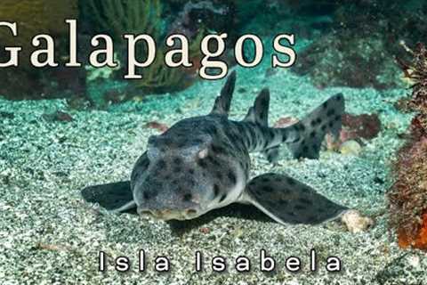 The Galapagos, Scuba Diving Point Vicente Roca, Isla Isabela