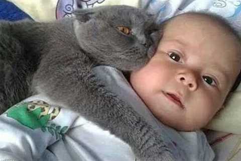 When you’ve got guard cats 🐱 Funny Cat Video 2024