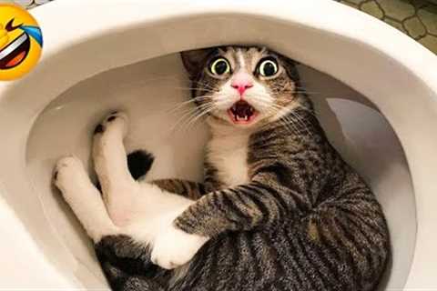 CATS you will remember and LAUGH all day! 😂Funny Cats Videos 2023