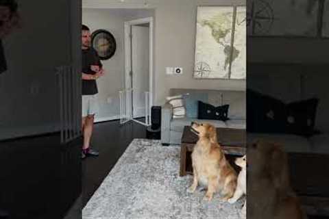 Teach your dog to “stay” in three steps #goldenretriever #dogtraining #tutorial