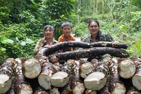 harvesting taro, taking care of animals on the farm, farm building, SURVIVAL ALONE