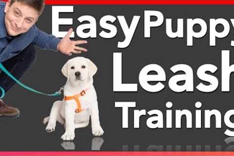 How to Leash Train your Puppy!