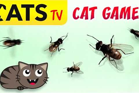 CAT GAMES - Catching HOUSEFLY 🙀🪰  3D crazy flies 60FPS [CATS TV]