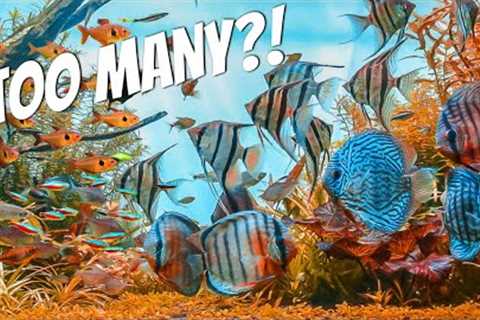 How MANY FISH Can You Put In Your Aquarium?