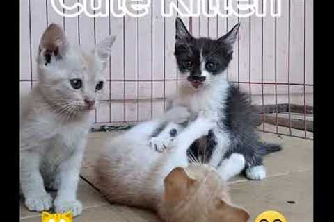 Kittens doing funny things😹