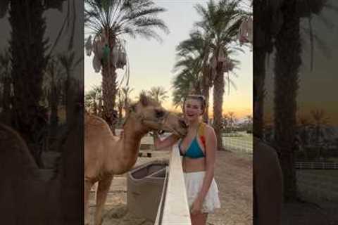 Humphrey is down bad🤣 #rachelpizzolato #funny #camel #fail