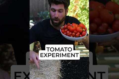 🍅 I tested growing tomatoes WITH and WITHOUT straw, and here are the results! #howtogrowtomatoes