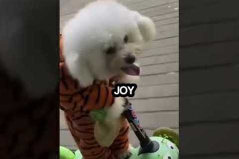 'Wheelie' Adorable Pup Takes on Bike Riding 🐕 😊 @puppiesboutique #shortsviral  #doglovers #pets