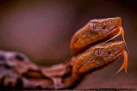 🔥😱The World's Most Poisonous Snakes: Deadly Venom Up Close 25 fun facts about snakes ! Its Herii