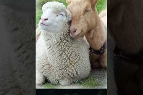 Comp Of Unlikely Friendships 2 #animallover #unlikelyfriends #love #cute #animals