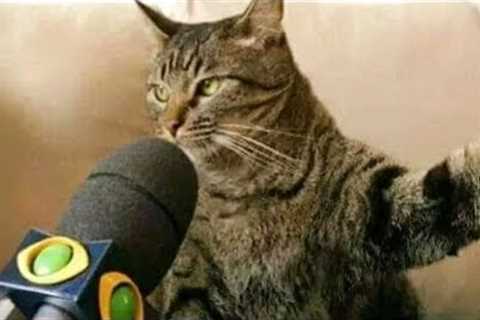 When your CAT’s IQ reaches 200 😲Funny Cat Video 2024