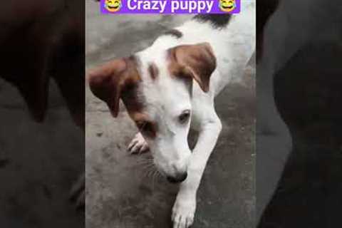 crazy puppy playtime 😂 | hyper puppy 🤣 | funny comedy scene puppies 😂 #shorts