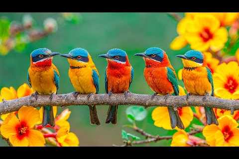 Melodies of Nature | Soothing Music to Relax the Mind, Reduce Stress | Exotic Birds | Calm