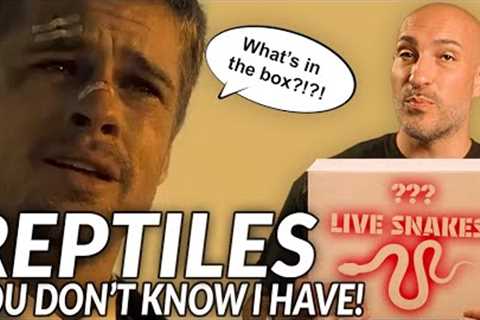 Surprising Snakes in My Breeding Group! 🐍 (No Boas Included)”