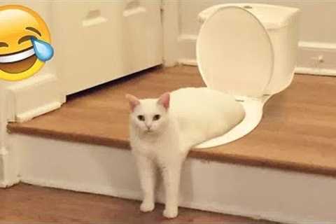 🙀 When a silly Cat becomes your best friend 🤣 Funny And Cute Animal Videos 2024 😻