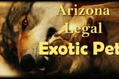 Which Exotic Pets are Legal (and Illegal) in Arizona?