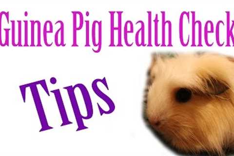 Piggie Health Check #15 ~ Quarantine And Tips