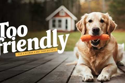 Are Golden Retrievers Good Guard Dogs? | Are Golden Retrievers Good Guard Dogs? (Or Too Friendly)