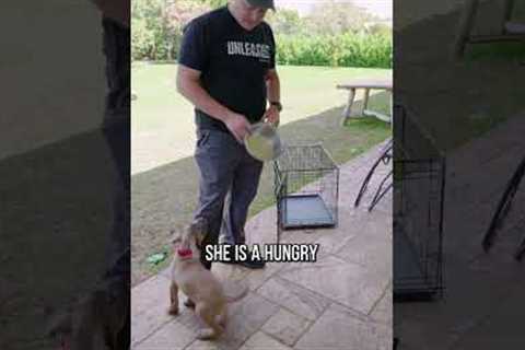 Is Your Puppy a Winner? Try These 3 Tests to Find Out!