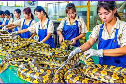 How Chinese Farmers Raise and Process Millions of Snakes into Expensive Wine | Processing Factory