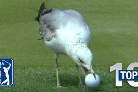 Top 10: Animal Encounters on the PGA TOUR