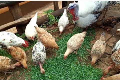 My simple life living // poultry farming &amp; cooking traditional food for lunch//African village..