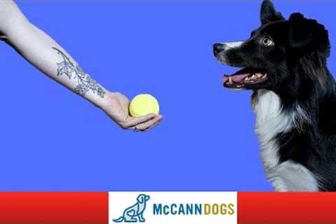 How To Train Your Dog To Drop A Ball DIRECTLY Into Your Hand - Professional Dog Training Tips