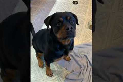 Dog Training Tips For Beginners At Home - Part 7