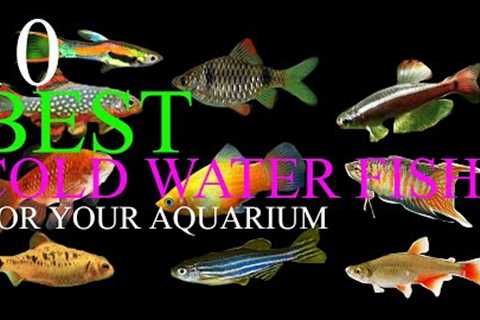 Top 10 Best Cold Water Fish Species For Your Freshwater Aquarium | No Heater Required