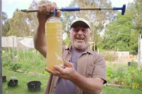 How To Make A Safe Homemade Insecticide Spray
