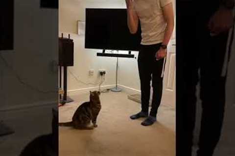 I trained my cat to do tricks (and it went viral…)