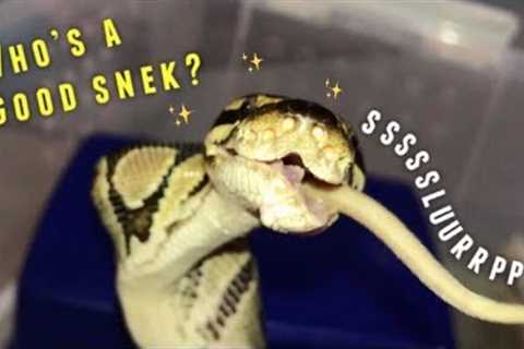 FEEDING some of my SNAKES !!!