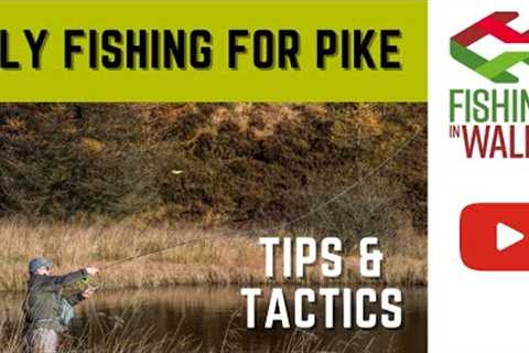 Fly fishing for pike - Tactics and tips