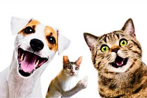 Try Not To Laugh Funny Cats and Dogs Videos Best Of The 2024 Funny Animal Videos