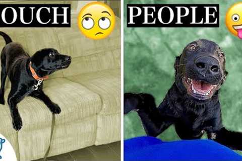 Your Complete Guide To Teach Your Dog To STOP Jumping Up