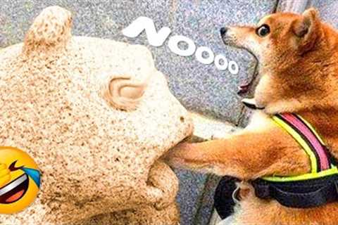 Funniest Cats and Dogs 🐱🐶 Try not to laugh (funny pets) edition 😂🤣 | Cute and Funny pets videos ..