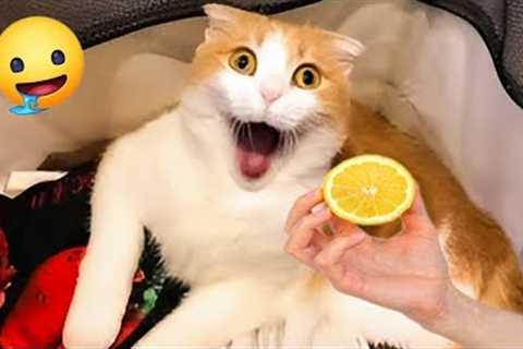 Too The Best Funny Animal Videos Make You Unable To Stop Laughing 🤣Funniest Cats And Dogs..