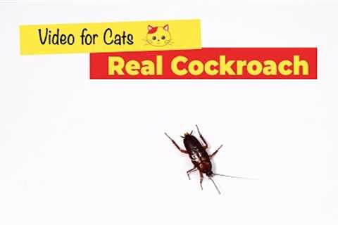 CAT GAMES - Cockroach Game for Cats (1 HOUR)🐈
