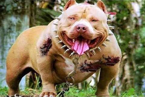 Do Certain Dog Breeds Deserve Their Bad Reputation? | The Most Misunderstood Dog Breeds