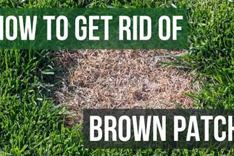 How to Get Rid of Brown Patch (4 Easy Steps)