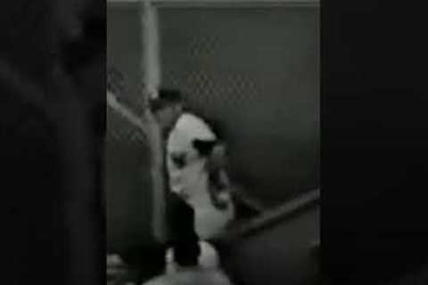 1961 Roger Maris Home Run 54