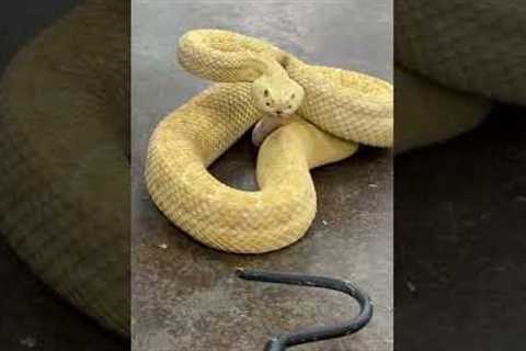Venomous Snakes 101 😱