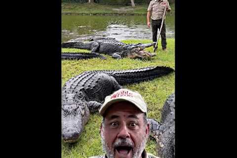 HOW MANY GATORS DO YOU SEE?😳
