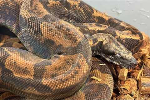 Inland Taipan Bite￼ - My Opinion on Free Handling Venomous and Venomous Keeping