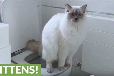 Toilet trained cat knows how to flush when finished