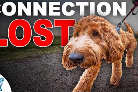 Struggling With  Dog  Pulling? Fix Your Connection!