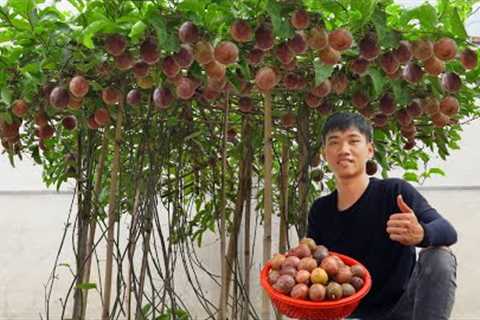 Home gardening| Growing passion fruit at home is surprising because of its unbelievable productivity