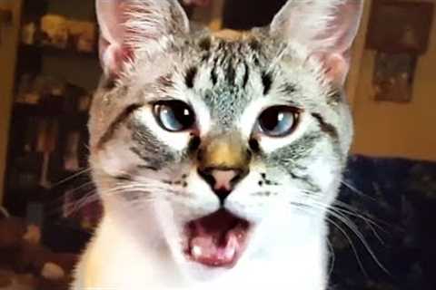 THE BEST CUTE AND FUNNY CAT VIDEOS OF 2023! 🐱