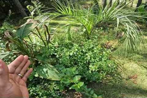 Centipede: Eco Nation's Preferred Grass for Zone 9A