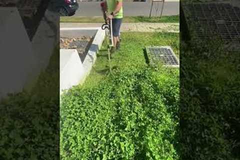 All Lawns Will Be Clover Lawns by 2025